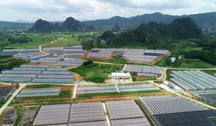賀州市平桂區(qū)羊頭鎮(zhèn)龍山村富江沃野育龍山，現(xiàn)代設(shè)施助龍騰。她以“五個堅(jiān)持”塑形、賦能、鑄魂，通過建設(shè)現(xiàn)代特色農(nóng)業(yè)園區(qū)支撐鄉(xiāng)村產(chǎn)業(yè)走上現(xiàn)代化發(fā)展之路；依靠生產(chǎn)綠色、生態(tài)的優(yōu)質(zhì)蔬菜，成為名副其實(shí)的大灣區(qū)“菜籃子”和遠(yuǎn)近聞名的產(chǎn)業(yè)強(qiáng)村。[詳細(xì)] 