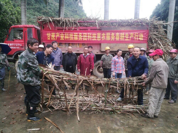 馬文清在為村民贈送蔗種。