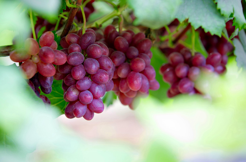 南寧市青秀區(qū)長塘鎮(zhèn)千畝葡萄園，一顆顆晶瑩透亮的葡萄令人垂涎欲滴。李嘉瑋攝