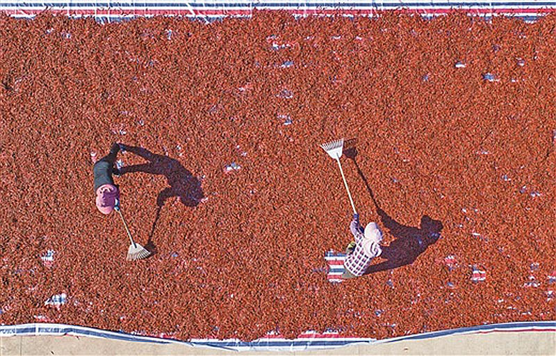 南寧市邕寧區(qū)那樓鎮(zhèn)中山村遠(yuǎn)升扶殘聯(lián)合基地，火紅的辣椒映紅了村民的日子。馬華斌攝