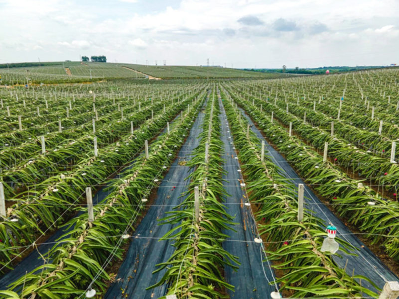 南寧市一大型火龍果種植基地。南寧市鄉(xiāng)村振興局供圖