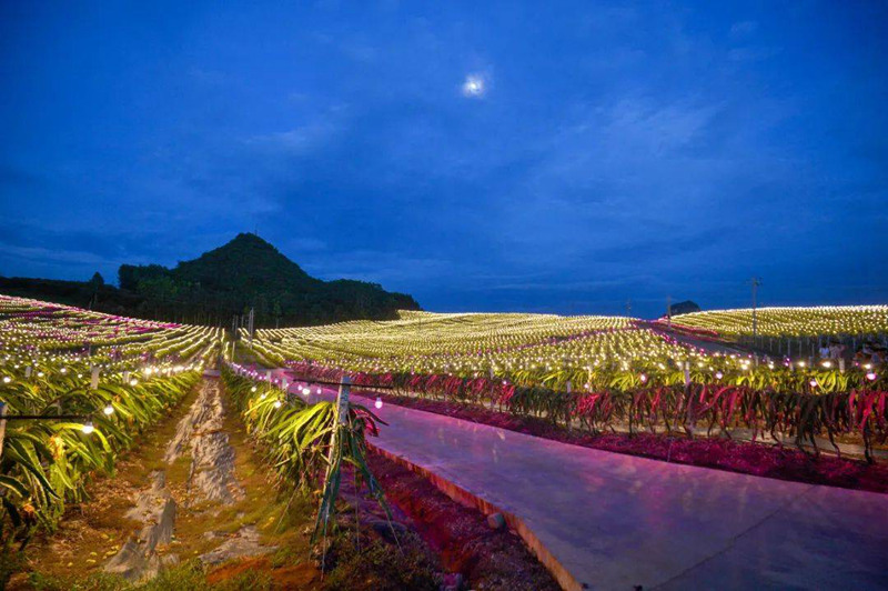 夜色中的南寧火龍果種植基地。南寧市鄉(xiāng)村振興局供圖