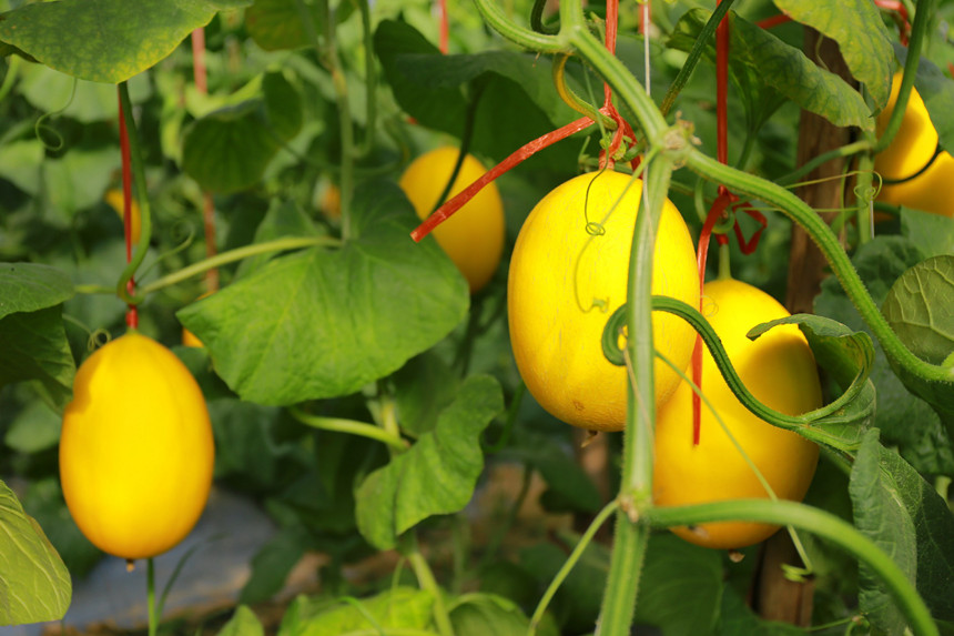 金燦燦的甜瓜掛滿枝頭。覃捷攝