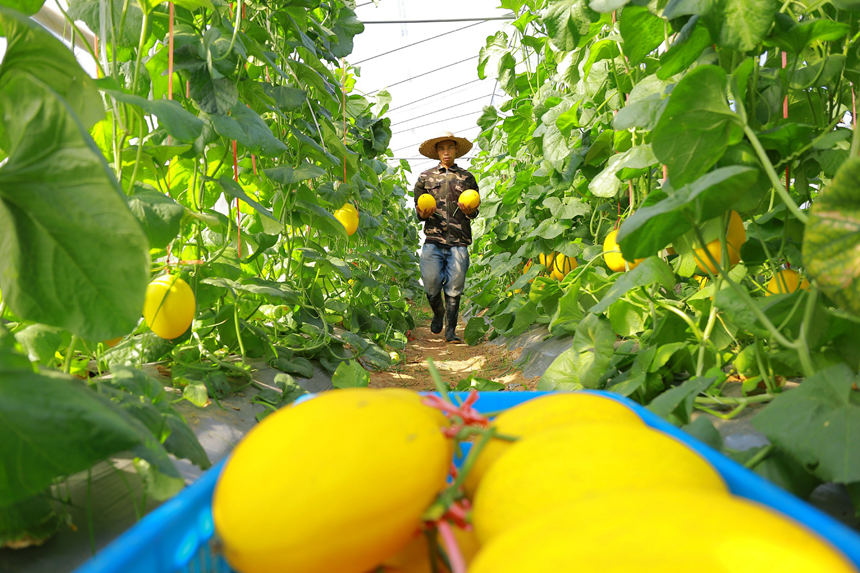 村民采摘甜瓜。覃捷攝