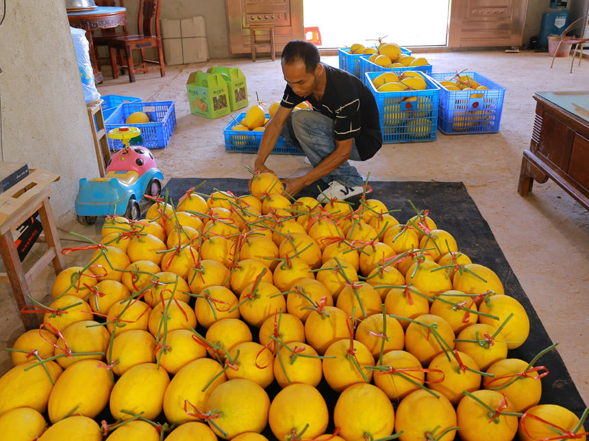 村民將甜瓜精包裝。覃捷攝