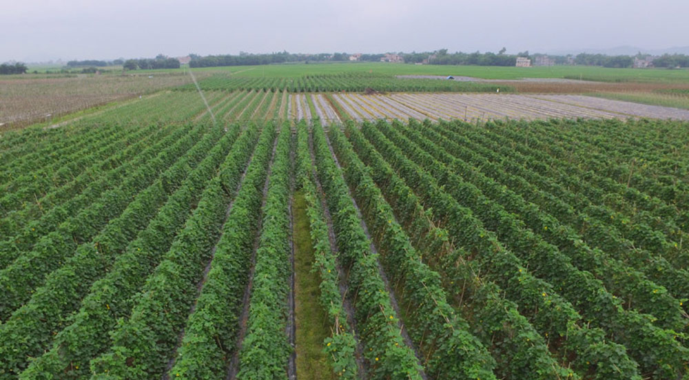 賀州市八步鋪門鎮(zhèn)：打造全產(chǎn)業(yè)鏈供港蔬菜基地賀州市八步區(qū)鋪門鎮(zhèn)擁有“萬畝供粵港澳蔬菜基地”，形成了以笛口村、福塔村、興華村、八俊村、龍桂村、南華村等為中心的蔬菜種植村。