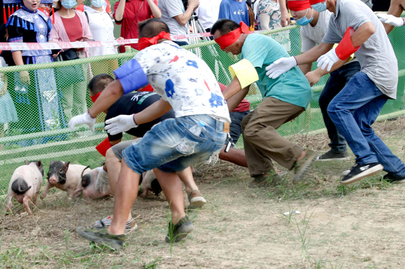 抓豬比賽。