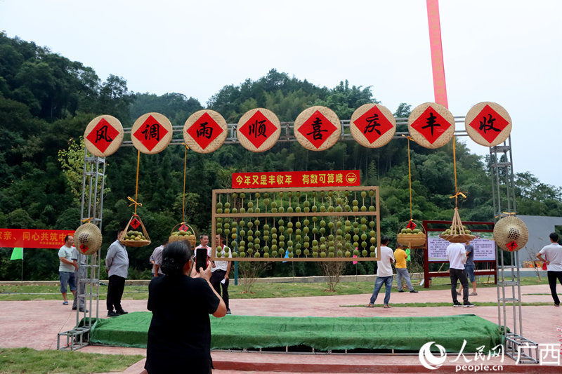 龍江鄉(xiāng)是中國羅漢果之鄉(xiāng)。人民網(wǎng) 覃心攝