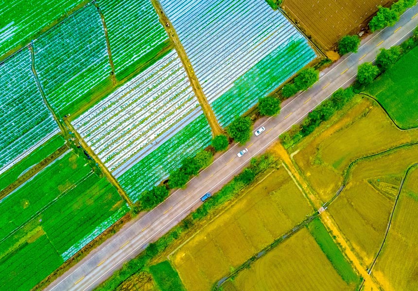 國(guó)道209線貴港東龍鎮(zhèn)沿線農(nóng)業(yè)基地。陳艷攝