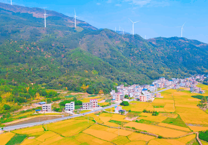 省道202線（高尚段）穿梭在金色稻田和秀美鄉(xiāng)村之間，構(gòu)成一幅美麗的鄉(xiāng)村畫卷。楊一帆攝