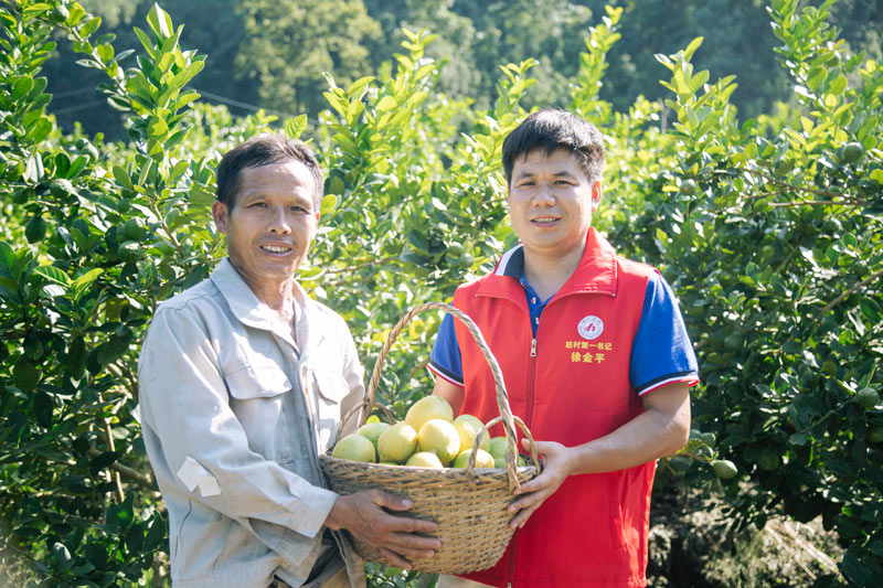 河池學(xué)院定點(diǎn)幫扶村樂衣村香檸產(chǎn)業(yè)。