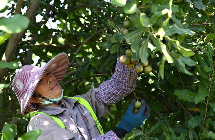 果農(nóng)在采摘堅(jiān)果。