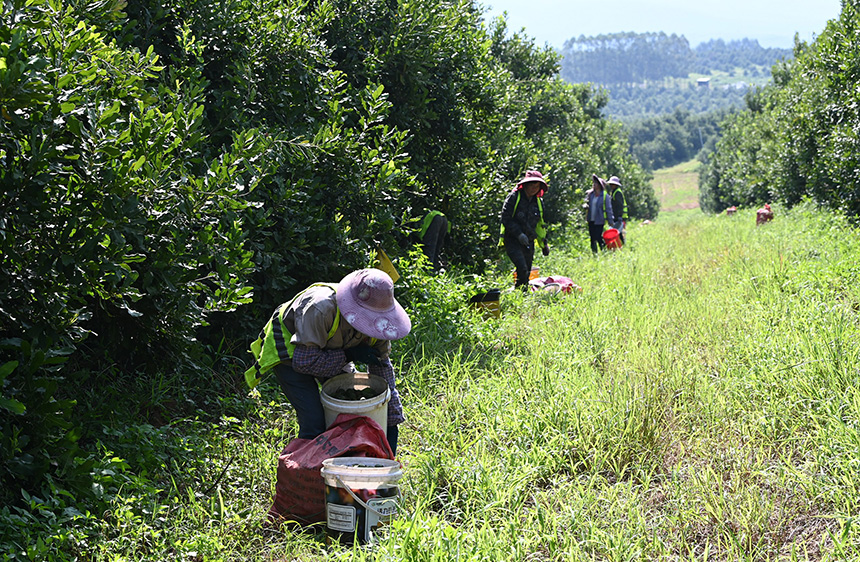 果農(nóng)正在采摘堅果。