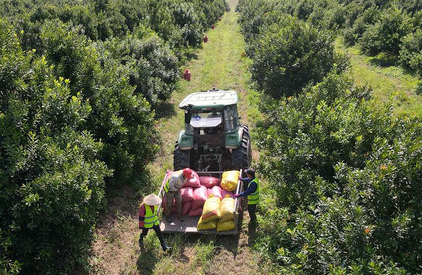 果農(nóng)在裝運(yùn)堅(jiān)果。
