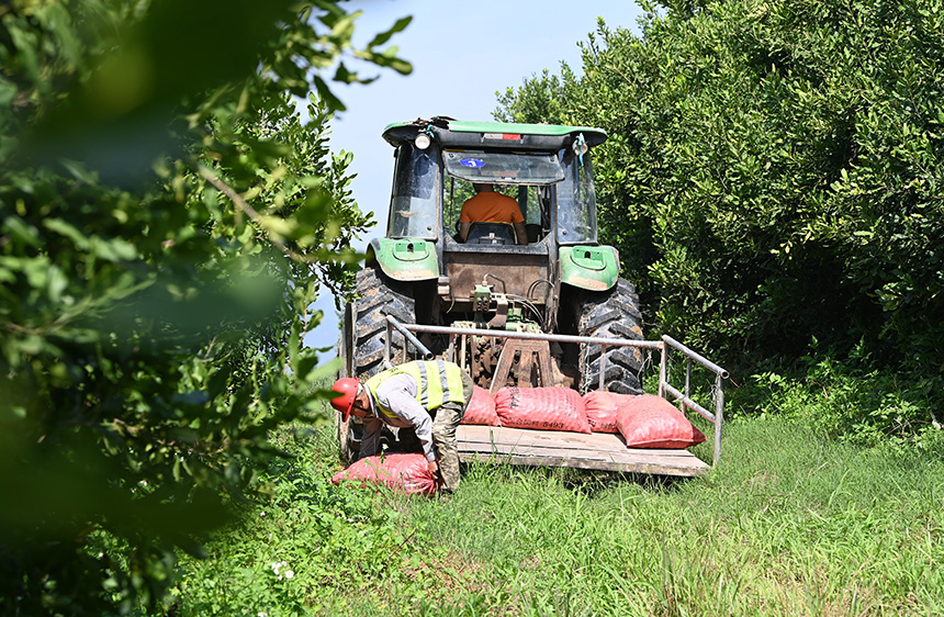 果農(nóng)在地里裝運(yùn)堅果。