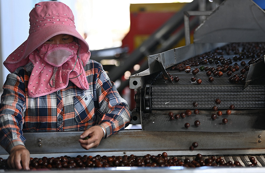 果農在分揀堅果。