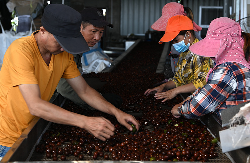 果農正在分揀堅果。