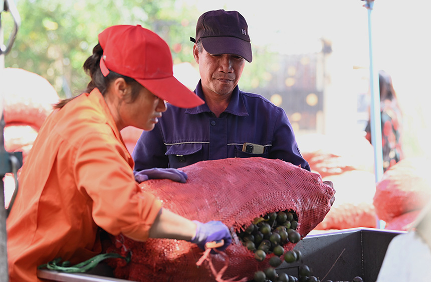 果農(nóng)將堅(jiān)果放進(jìn)脫皮機(jī)進(jìn)行脫皮。