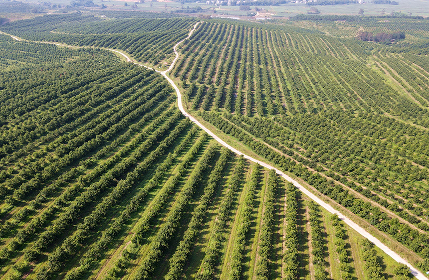 上思縣十萬大山堅果產(chǎn)業(yè)（核心）示范區(qū)。