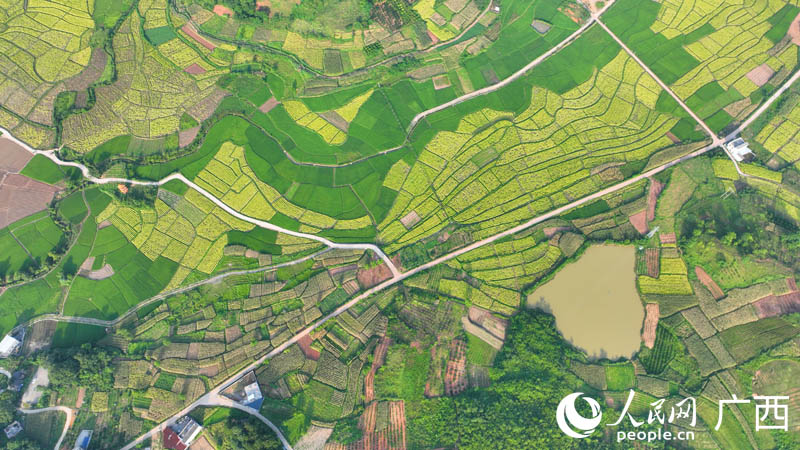 高橋村產(chǎn)業(yè)興旺，田園美如畫卷。人民網(wǎng) 付華周攝