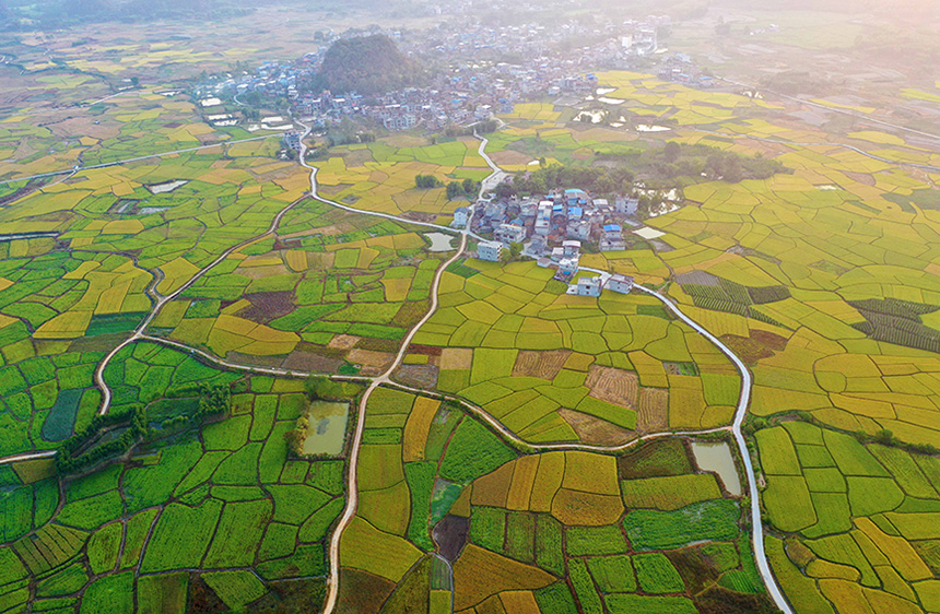10月23日，在廣西融水苗族自治縣融水鎮(zhèn)東良村拍攝的田園豐收美景。