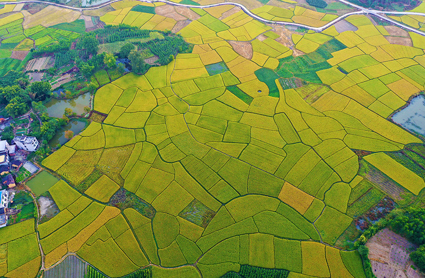 10月23日，在廣西融水苗族自治縣融水鎮(zhèn)東良村拍攝的田園豐收美景。
