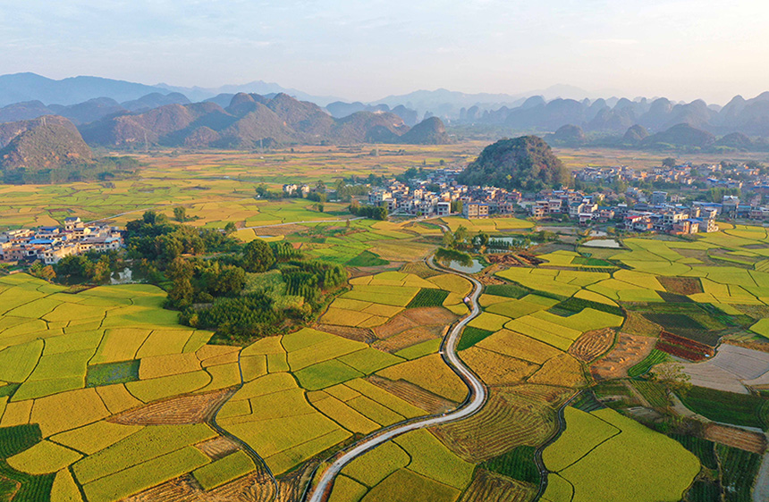 10月23日，在廣西融水苗族自治縣融水鎮(zhèn)東良村拍攝的田園豐收美景。