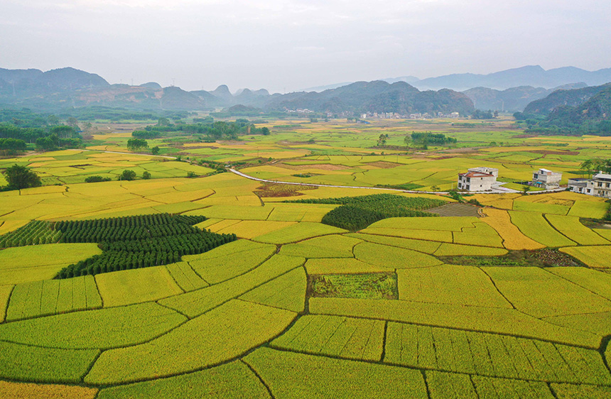 10月23日，在廣西融水苗族自治縣融水鎮(zhèn)東良村拍攝的田園豐收美景。