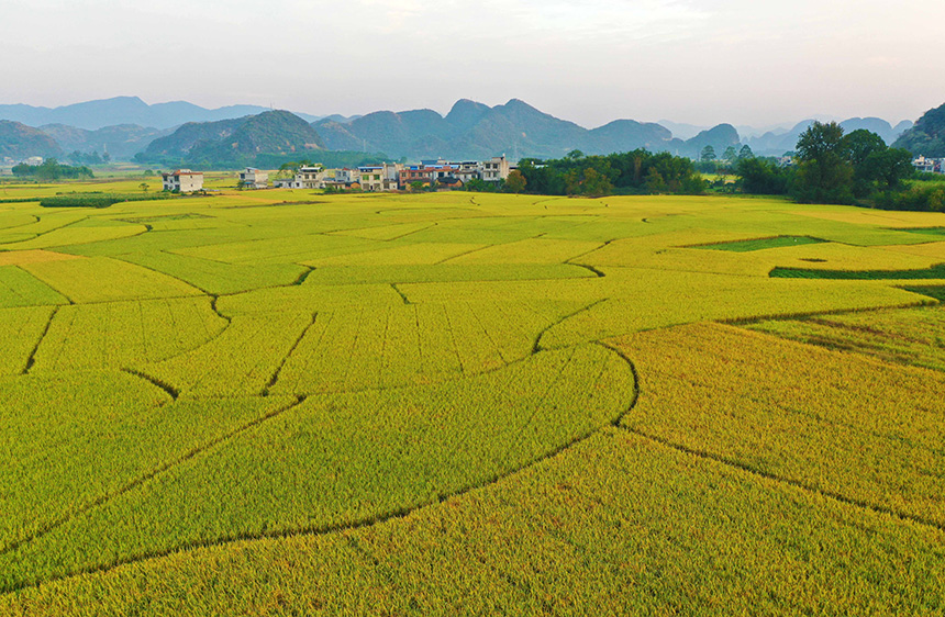 10月23日，在廣西融水苗族自治縣融水鎮(zhèn)東良村拍攝的田園豐收美景。