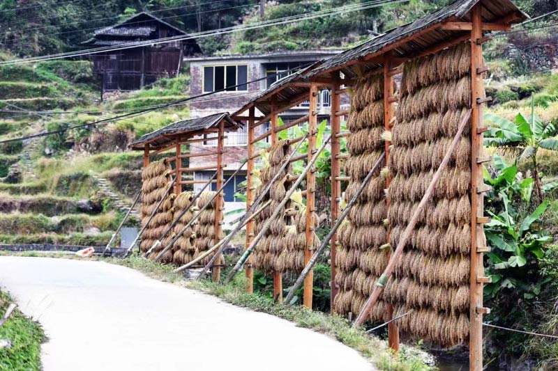 紅糯晾曬在禾廊上(粟柳鵬供圖)