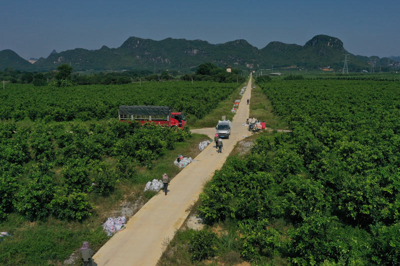 果農(nóng)們正在搬運(yùn)青柚（黎業(yè)珍攝）