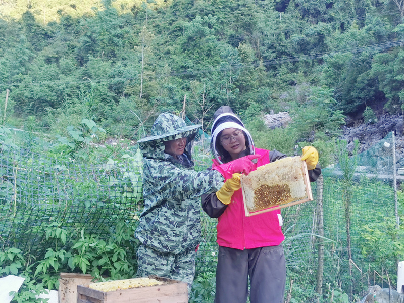 安瑤族自治縣澄江鎮(zhèn)德雅村黨組織書記助理韋秋圓向蜂農(nóng)學(xué)習(xí)辨別成熟蜜的方法。周國叁攝