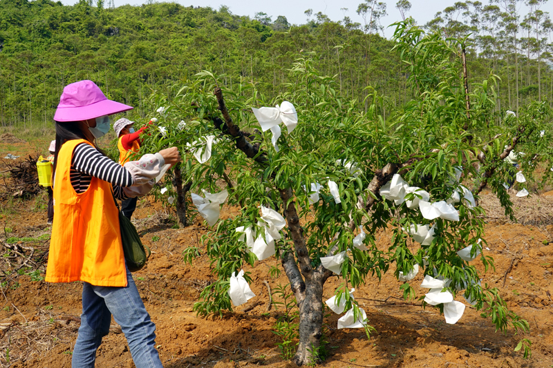 果農(nóng)給鷹嘴桃幼果套防蜂袋