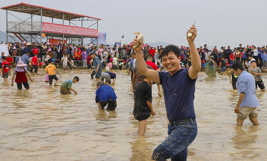 稻田抓魚現場。盤妮云攝