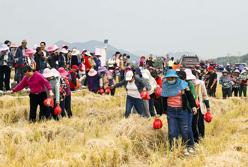 紅柚搶收賽現(xiàn)場。盤妮云攝