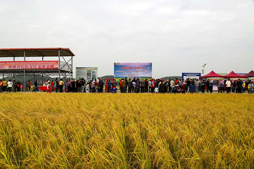 活動在象州壯歡富硒水稻產業(yè)示范區(qū)舉行。盤妮云攝