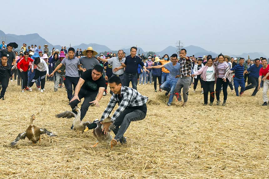 稻田抓鴨活動。盤妮云攝