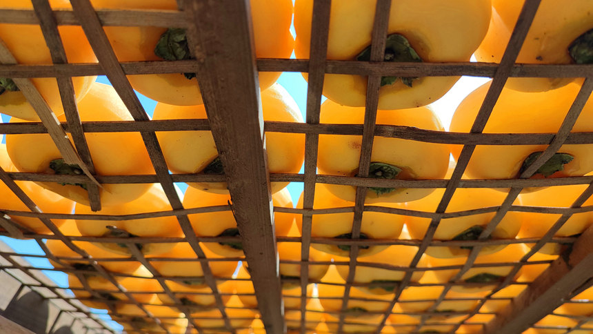 正在制作晾曬的柿餅。