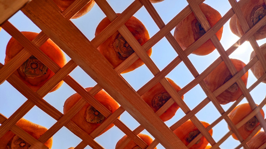 正在晾曬的柿餅。