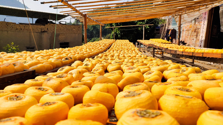 晾曬的柿餅。