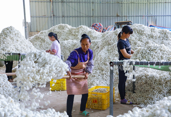 群眾喜獲蠶繭豐收。