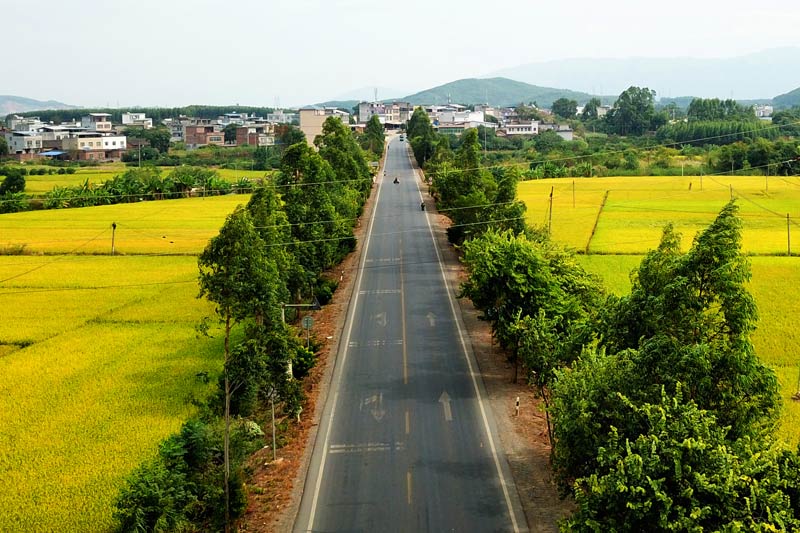 G355線寺村鎮(zhèn)橫橋村至秀和村路口金秋稻田2   卓嚴解攝