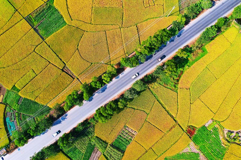 省道203線K91+500～K92+500段玉林市容縣石寨鎮(zhèn)公路沿線秋日豐收圖  覃丹莉攝