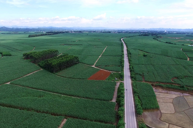 G209線黃茆至金雞路段一望無際的蔗田