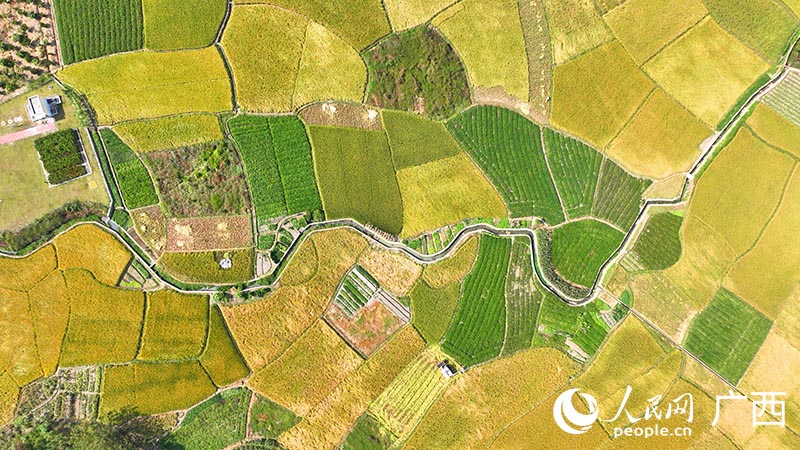 豐收的田園。人民網(wǎng) 付華周攝