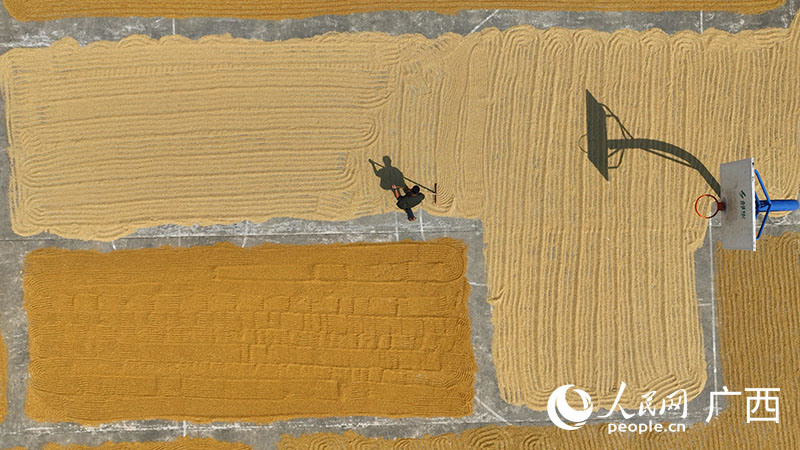 人們正在晾曬剛收割的谷子。人民網(wǎng)付華周攝