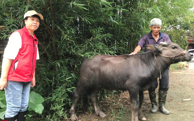 潘穎群（左一）深入農(nóng)村推廣摩拉雜交牛。