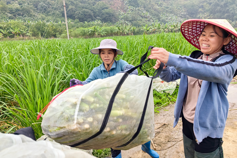 打包裝車發(fā)往市場