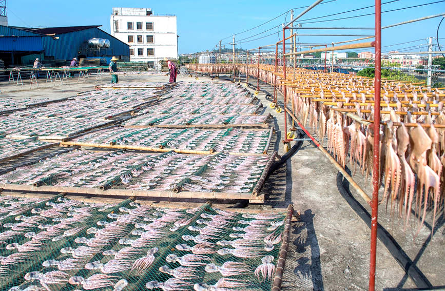 圖為漁民將章魚加工后晾曬干。徐紹榮攝