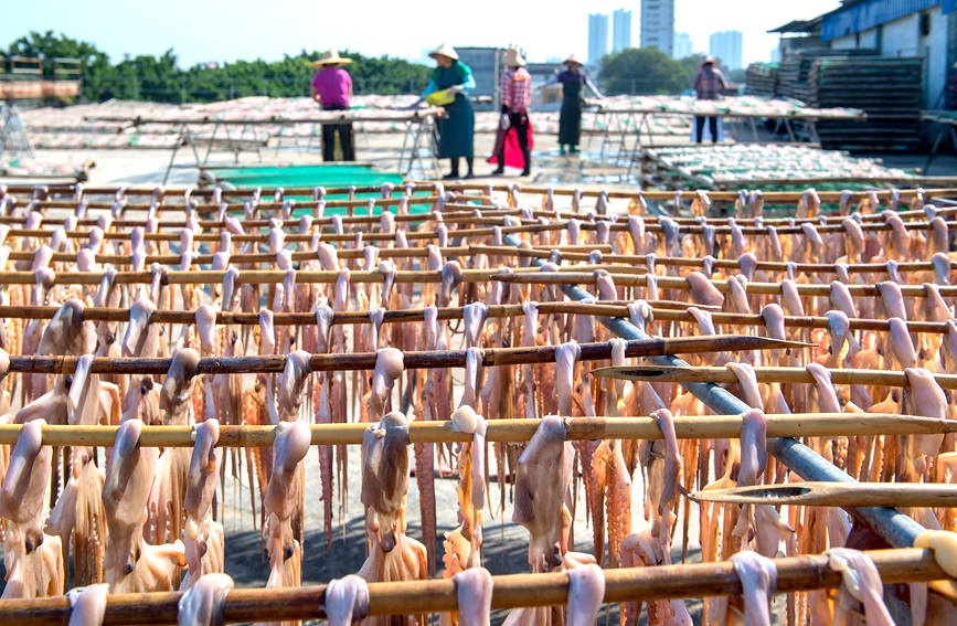 圖為漁民將章魚加工后晾曬干。徐紹榮攝